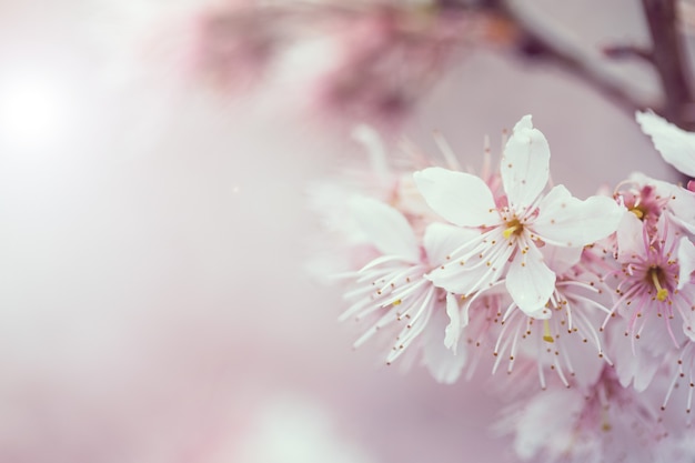 Kirschblüten Sakura in Japan