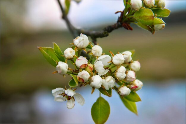 Kirschblüten Schöne frische Blumen auf dem Hintergrund des Himmels