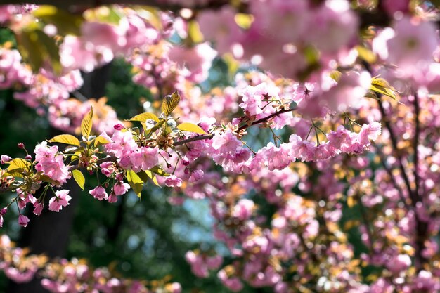 Kirschblüten Schöner Frühling im Park