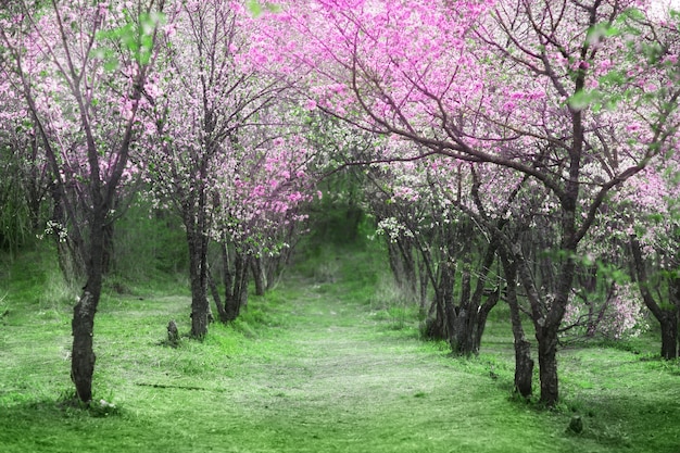 Kirschblüten. Schöner Frühlingsgarten. Bäume und grünes Gras