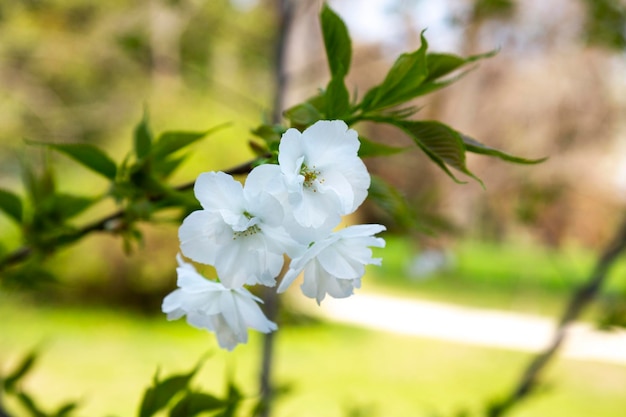 Kirschblüten über natur verschwommen hintergrund frühlingsblumen frühlings-hintergrund