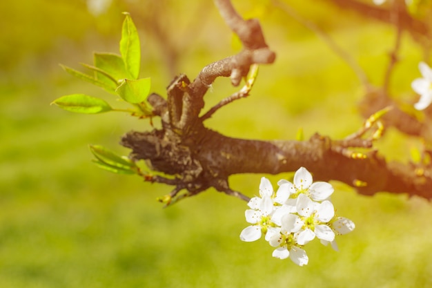 Kirschblüten über unscharfem Naturhintergrund