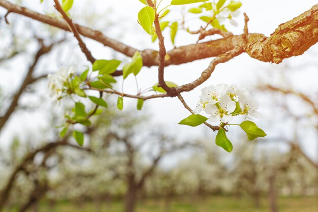 Foto kirschblüten über unscharfem naturhintergrund