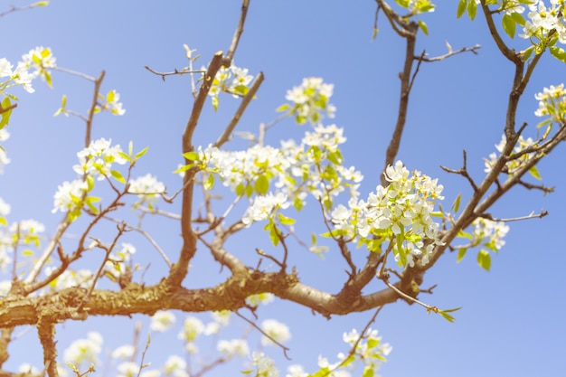 Kirschblüten über unscharfer Natur