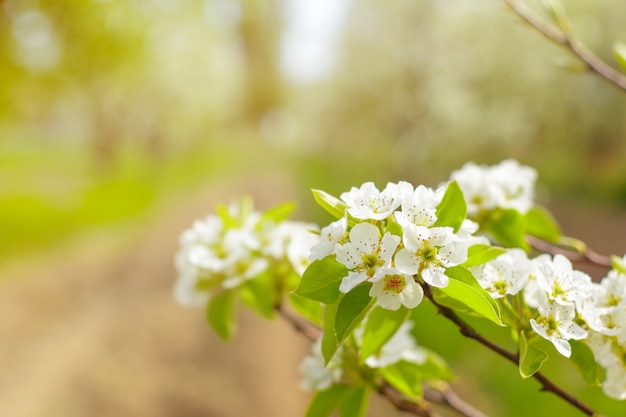 Kirschblüten über unscharfer Natur