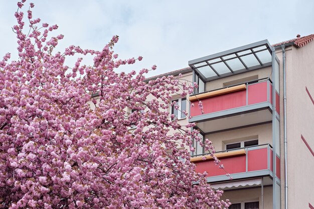 Kirschblüten vor einem modernen Haus mit Balkonen, einem europäischen Mehrfamilienhaus in Berlin, Deutschland. Moderne Architektur, Sakura-Bäume in der städtischen Landschaftsgestaltung.