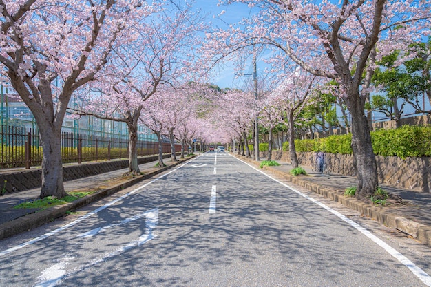 Kirschblüten