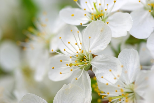 Kirschblüten