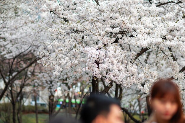 Foto kirschblütenbäume in voller blüte am straßenrand