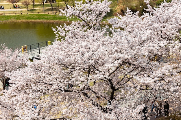 Kirschblütenbäume in voller Blüte im Park