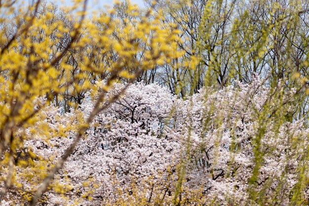 Foto kirschblütenbäume in voller blüte im park