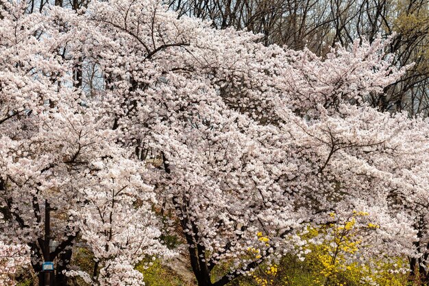 Kirschblütenbäume in voller Blüte im Park