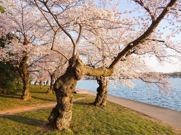 Kirschblütenbäume von Tidal Basin