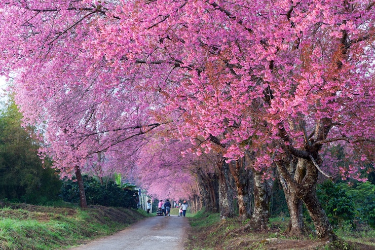 Foto kirschblütenbahn in khun wang chiangmai, thailand.