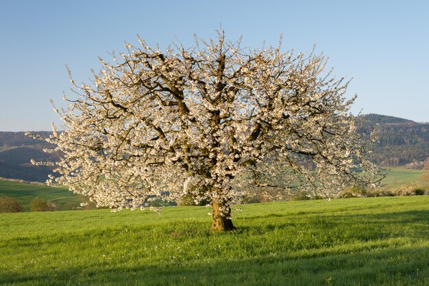 Foto kirschblütenbaum auf dem feld