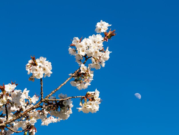 Kirschblütenblumen mit Mond im Hintergrund