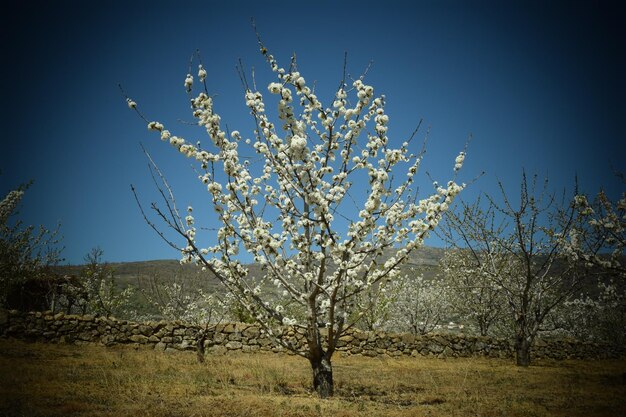 Foto kirschblütenlandschaft, jerte-tal, spanien