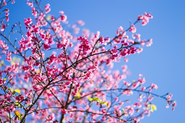 Kirschblütenrosa mit blauem Himmel