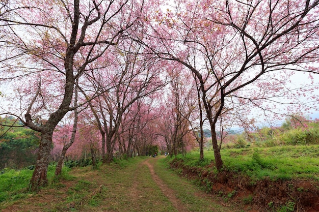 Kirschblütenweg in Khun Wang ChiangMai Thailand