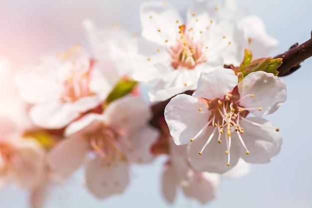 Kirschblütenzweig Eine sanfte Frühlingsblume