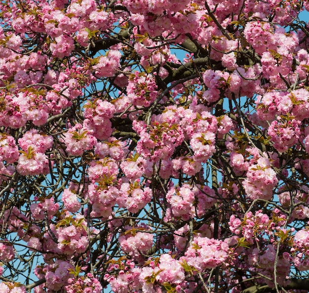 Kirschblütenzweig mit schönem weichem Naturhintergrund.