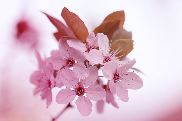 Kirschblume mit unscharfem Hintergrund