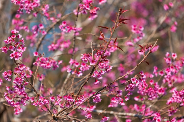 Kirschblume Prunus cerasoides oder wilde Himalajakirsche