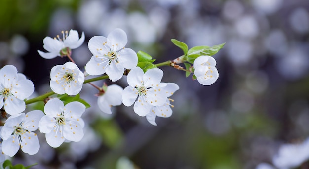 Kirschblumen hautnah. Frühlingsblüte mit Bokeh im Garten. Banner