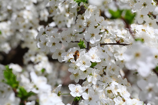 Kirschblumenhintergrund