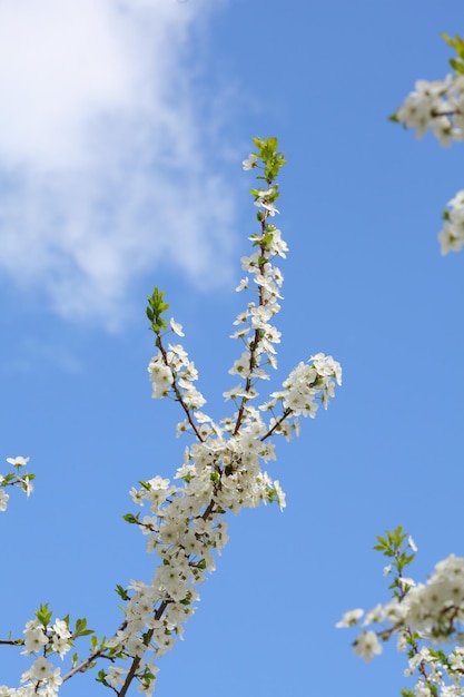 Kirschblumenhintergrund