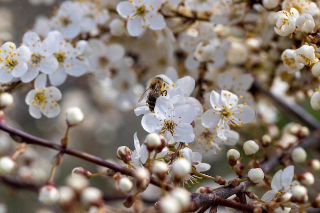 Kirschbüsche blühen in der Frühlingssaison im Obstgarten