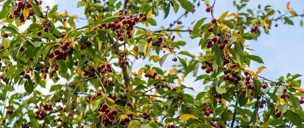 Kirsche auf einem Baum im Garten. Selektiver Fokus.Natur