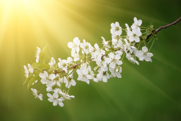 Kirsche Frühlingsblumen