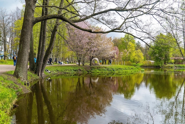 Kirsche Kirschblüten am Seeufer im Park