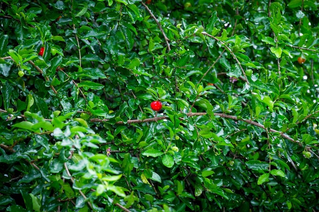 Kirschen auf einem Baum im Regen