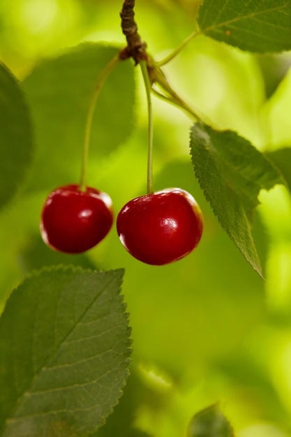 Kirschen im Obstgarten Rote und süße Kirschen auf einem Ast