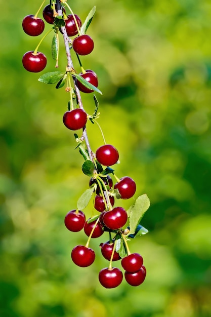 Kirschen rot am Zweig