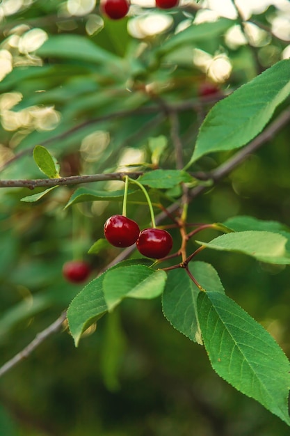 Kirschen wachsen auf einem Baum Selektiver Fokus