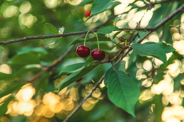 Kirschen wachsen auf einem Baum Selektiver Fokus