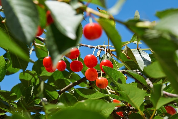 Kirschfrüchte auf einem Hintergrund aus blauem Himmel und grünen Blättern. Die Kirsche reift im Garten.