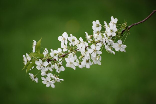 Kirschfrühlingsblumen