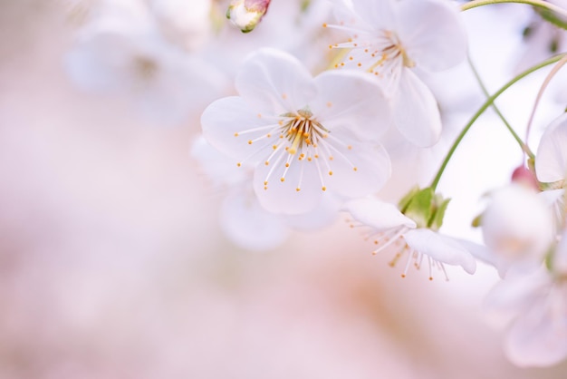 Kirschfrühlingsblumen