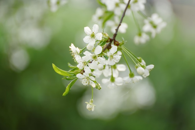 Kirschfrühlingsblumen