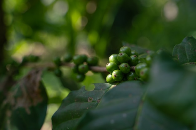 Kirschgrüne Kaffeebohnen sind auch auf dem Baum.