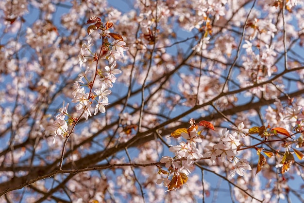 Kirschkirschblüten auf einem Hintergrund des blauen Himmels