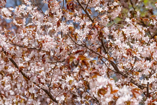 Kirschkirschblüten auf einem Hintergrund des blauen Himmels