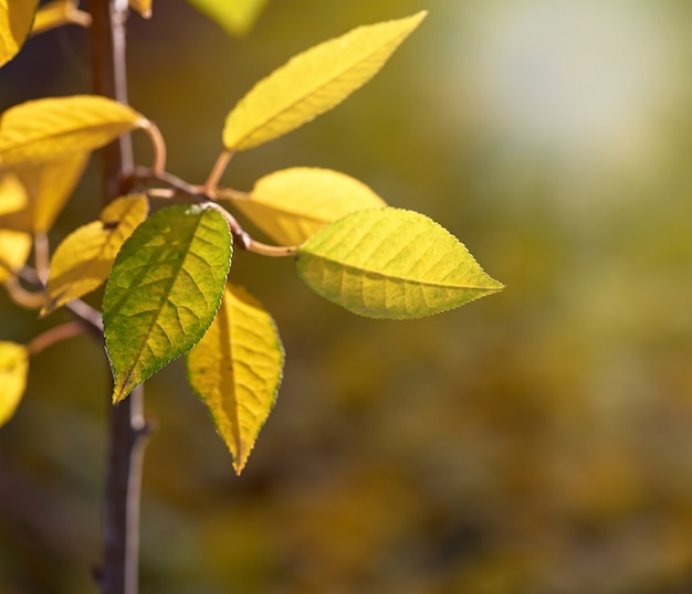 Kirschniederlassung mit Grün und Gelb verlässt am sonnigen Tag des Herbstes