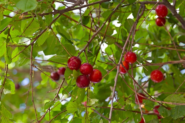 Kirschpflaumen hängen noch immer vom Baum