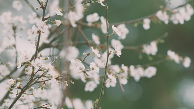 Kirschpflaumenblüte Blütezweige von Kirschpflanzen helle Blüten und Knospen