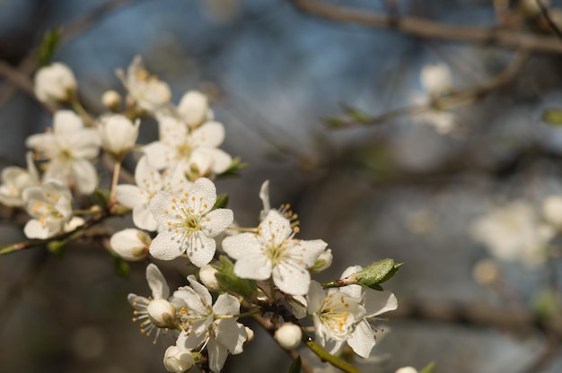 Kirschpflaumenblüten mit weißen Blütenblättern Blumen auf verschwommenem Hintergrund mit blauem Himmel Foto des neuen Lebens zum Tag der Erde am 22. April